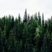 environment-friendly-forest
